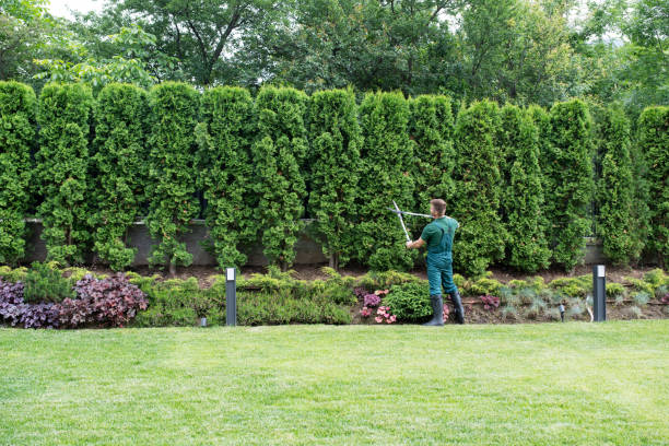 Best Lawn Maintenance Plans  in Streator, IL